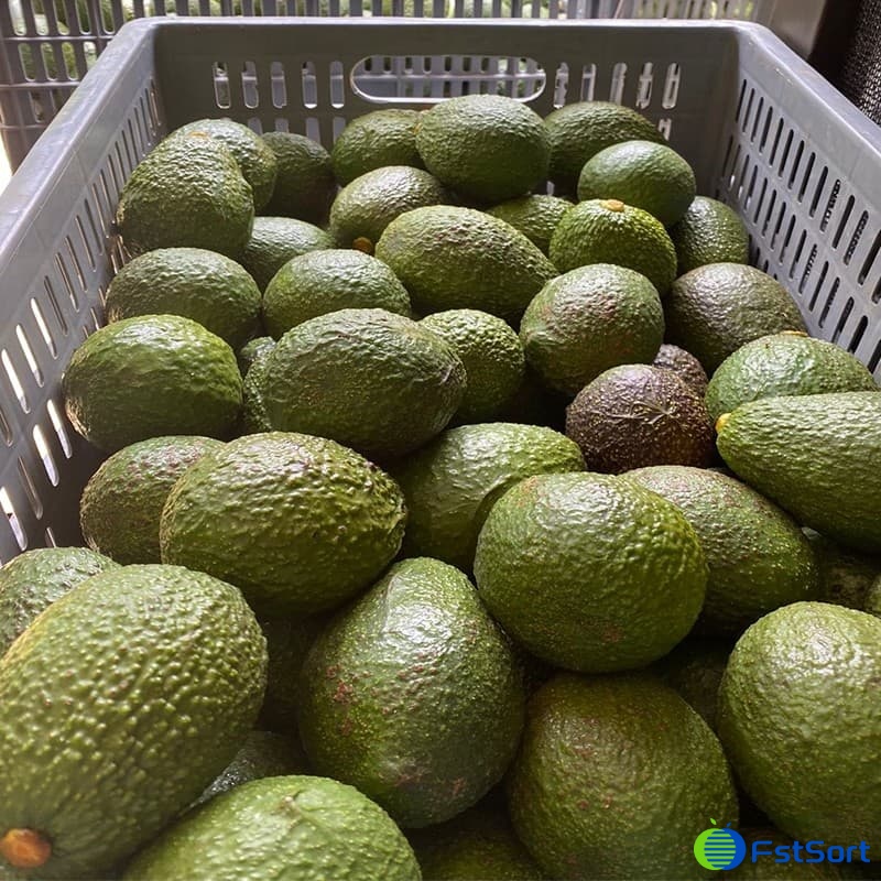 images/1661408672108clasificadora de aguacate.jpg